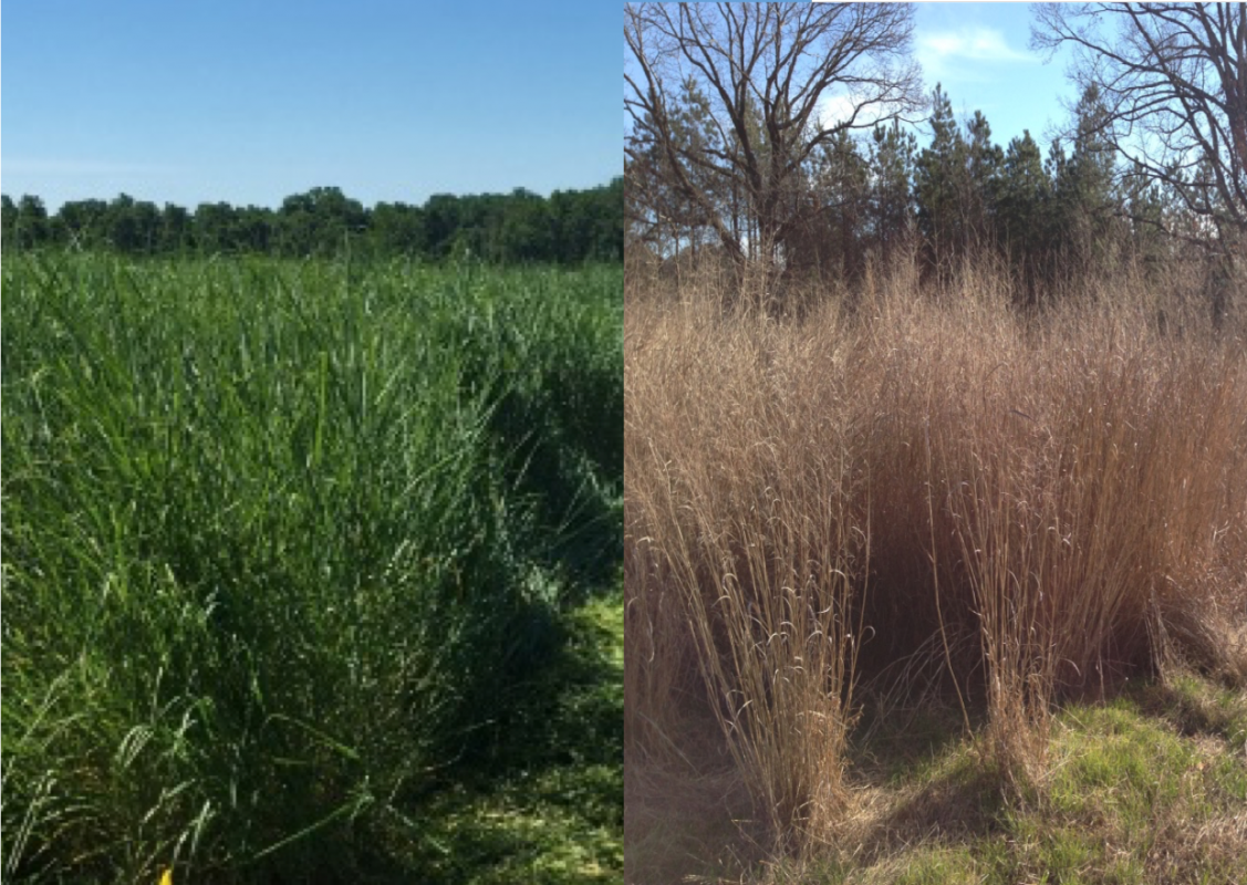 defoliation-management-of-switchgrass-as-a-forage-and-bioenergy-crop